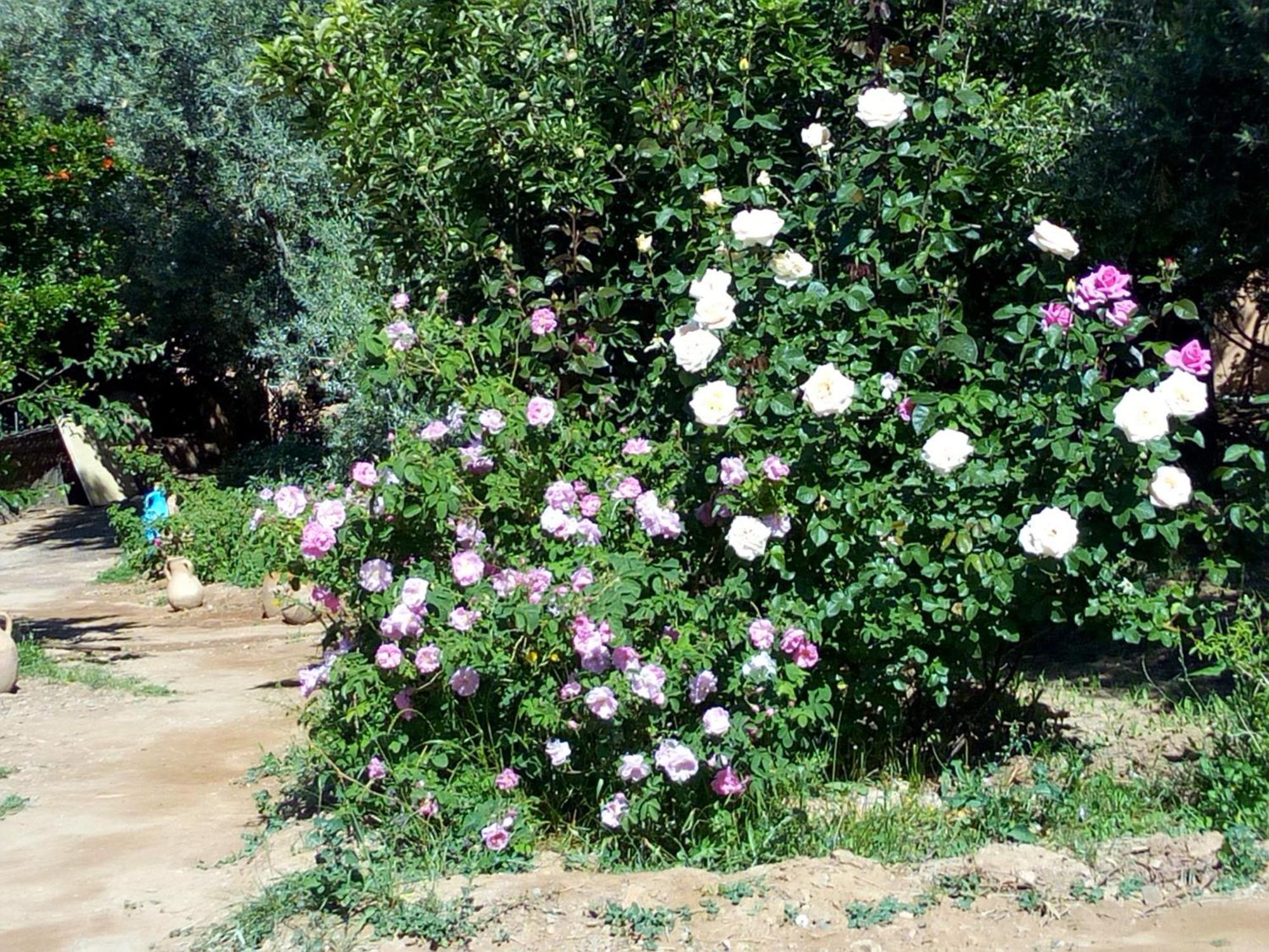 Ecolodge Miss Rose Chez La Famille Boumalne 외부 사진
